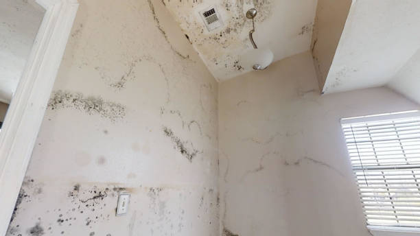 Best Mold-Related Health Consultation  in Connellsville, PA