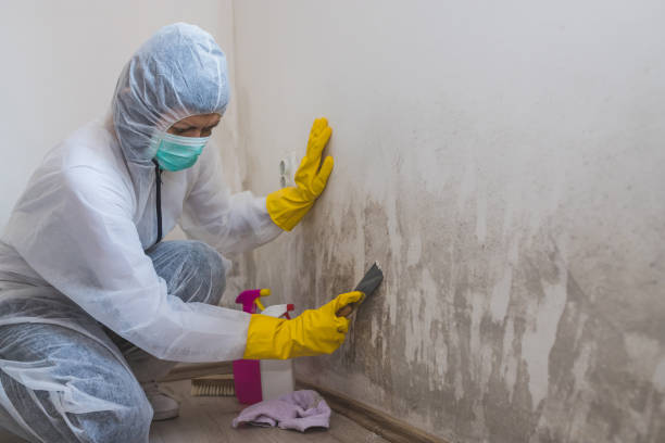 Best Environmental Consulting for Mold Prevention  in Connellsville, PA
