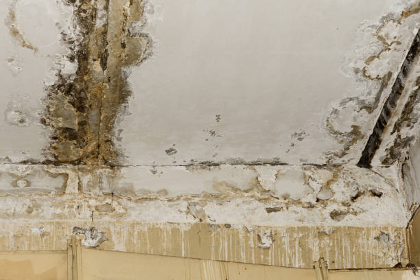 Mold Remediation for Vacation Homes in Connellsville, PA