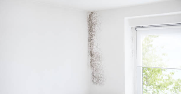 Best Airborne Mold Testing  in Connellsville, PA