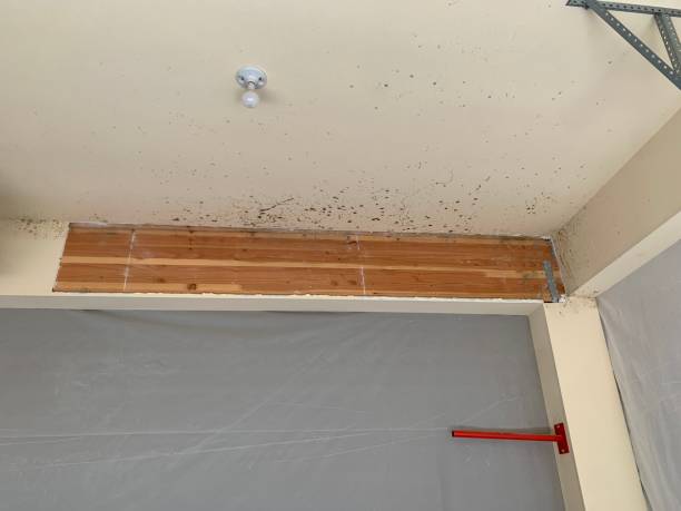 Best Dehumidification Services  in Connellsville, PA