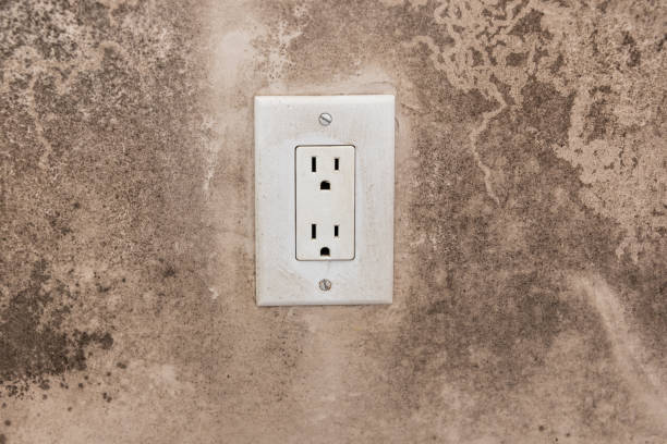 Best Mold Damage Restoration  in Connellsville, PA