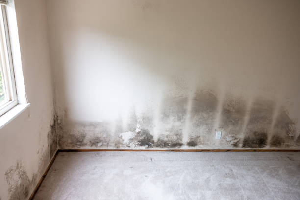  Connellsville, PA Mold Removal Pros