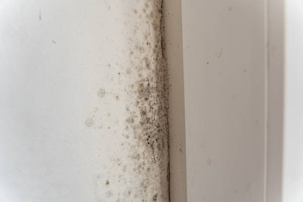 Best Commercial Mold Inspection  in Connellsville, PA