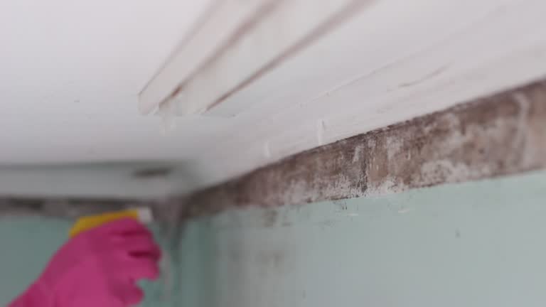 Best Post-Construction Mold Inspection  in Connellsville, PA