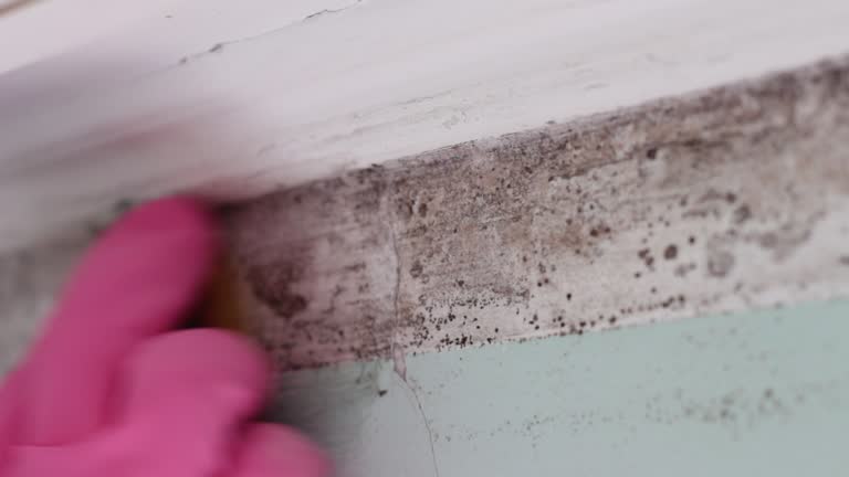 Best Comprehensive Air Testing for Mold Contaminants  in Connellsville, PA